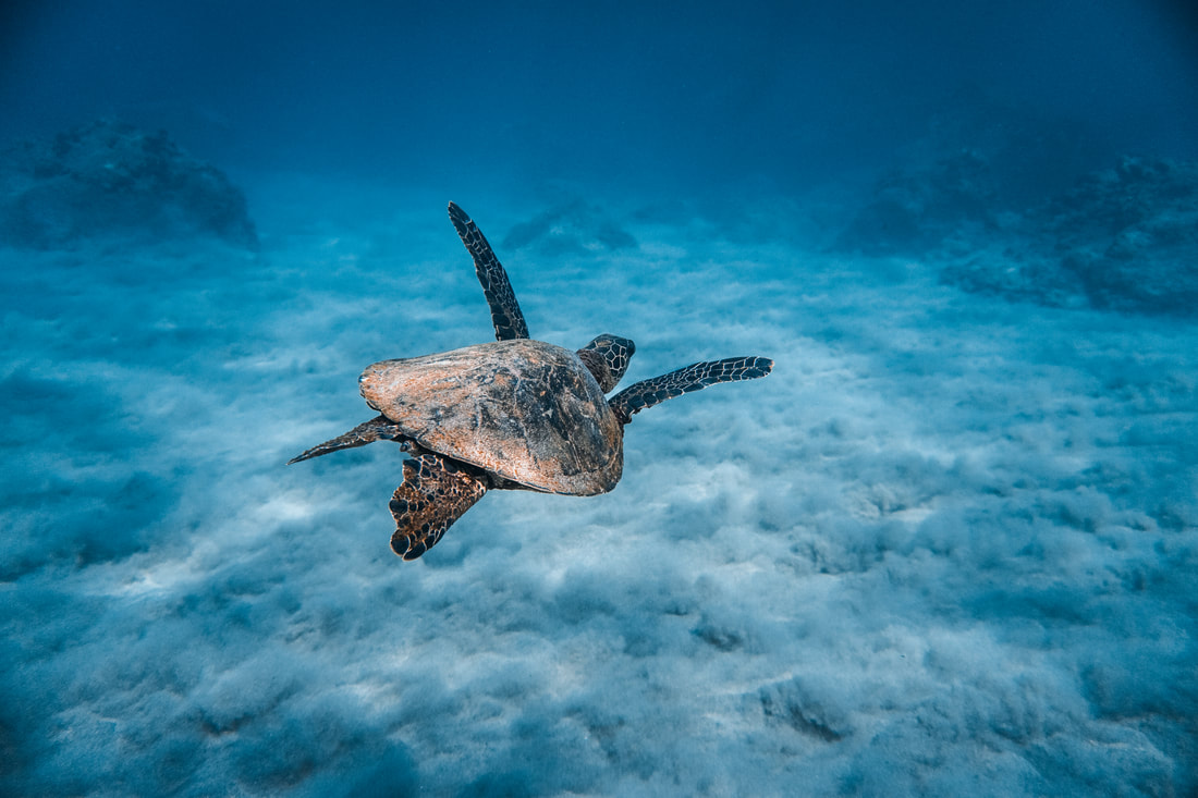 UNDERWATER SEA TURTLE SWIMMING OVER A CLOUD OF SAND