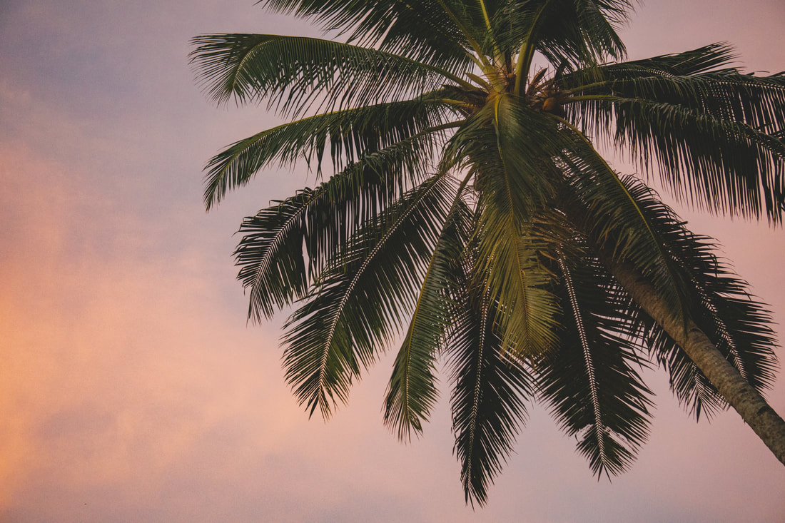 SUNSET AND COCONUT TREE